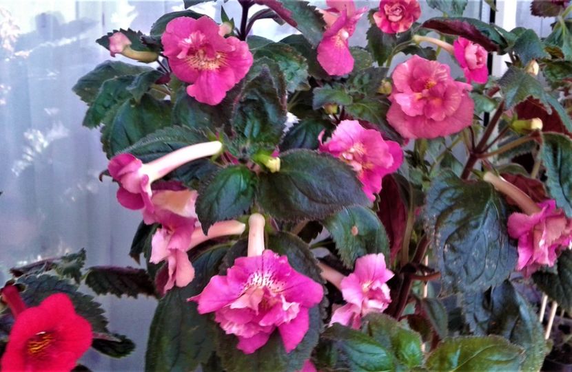  - 000014 ACHIMENES