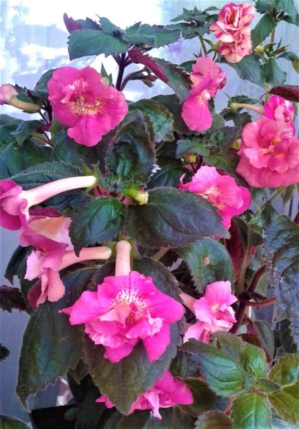  - 000014 ACHIMENES