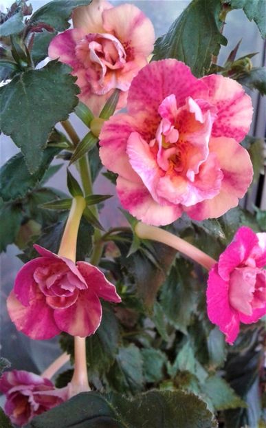  - 000014 ACHIMENES