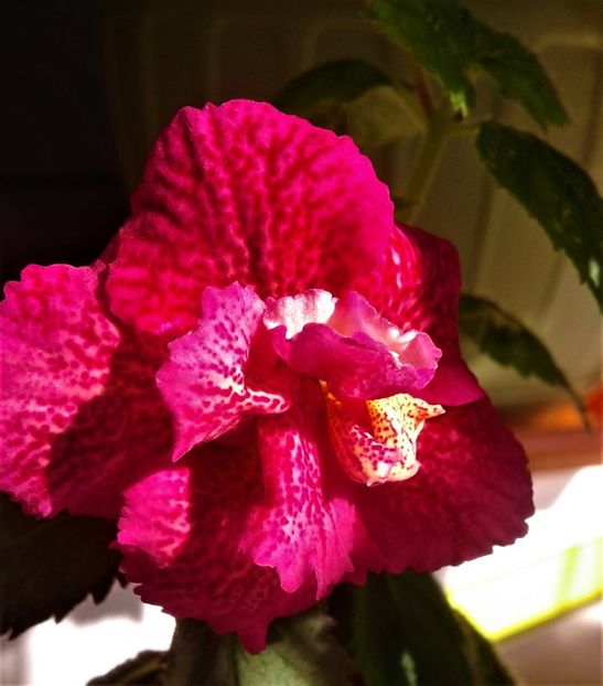  - 000014 ACHIMENES
