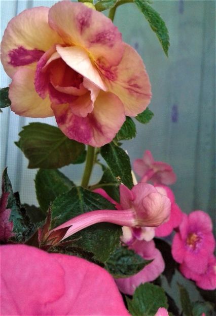  - 000014 ACHIMENES