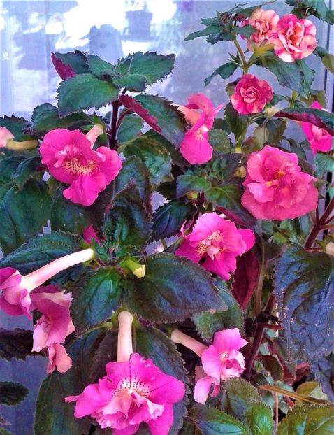  - 000014 ACHIMENES