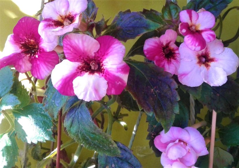  - 000014 ACHIMENES