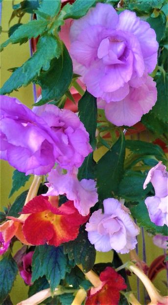  - 000014 ACHIMENES