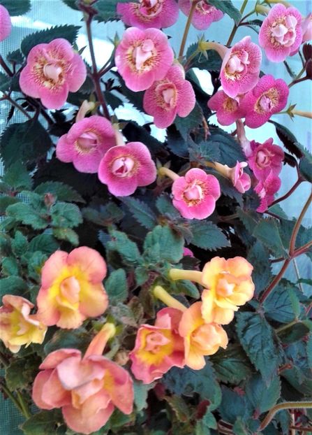  - 000014 ACHIMENES
