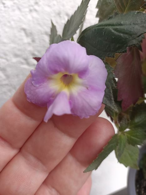 Img.2023.09.21 - BriDs Doris