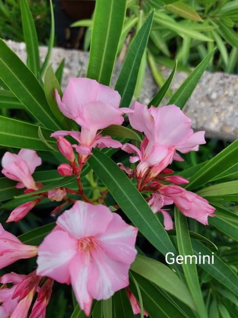 155 gemini - LEANDRI DE VANZARE -2025