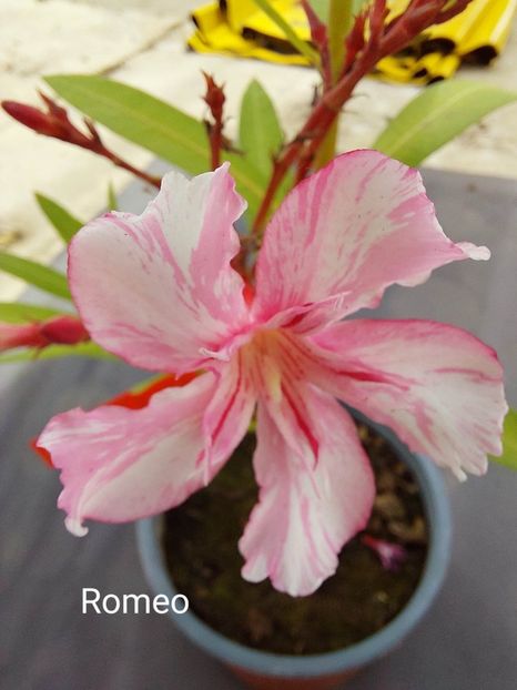 164 romeo8 - LEANDRI DE VANZARE -2025