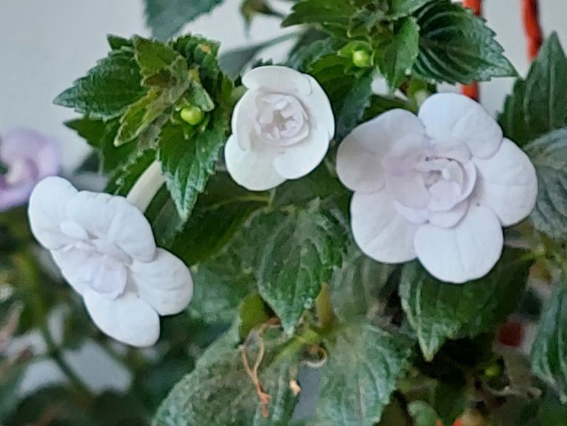  - Double Picotte Rose