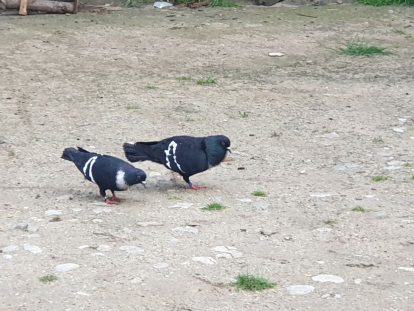  - DE VANZARE PORUMBEII ORNAMENT 2023