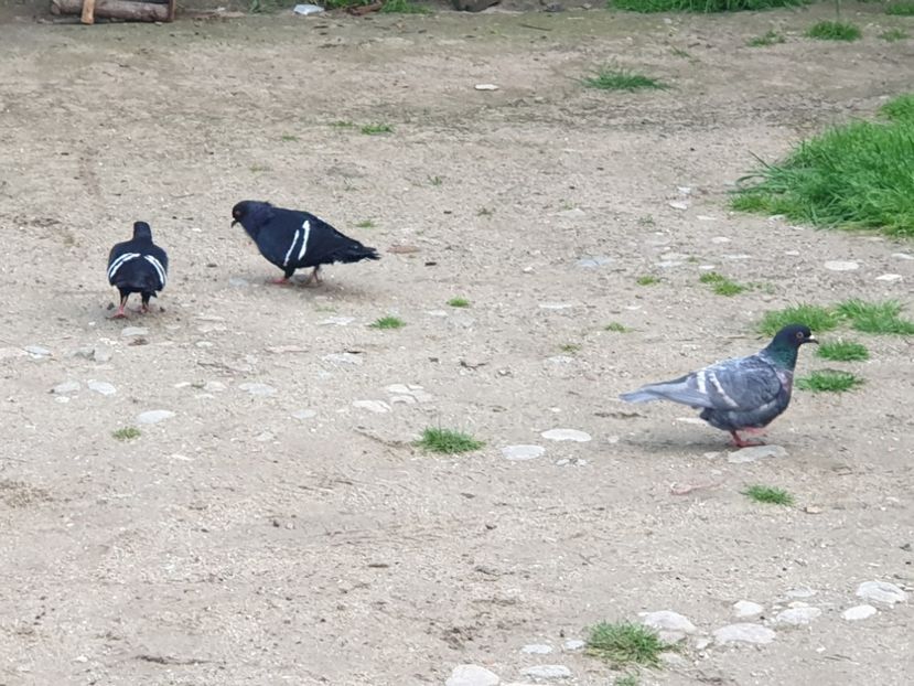  - DE VANZARE PORUMBEII ORNAMENT 2023