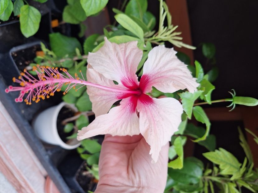  - Hibi Rowena Weeding