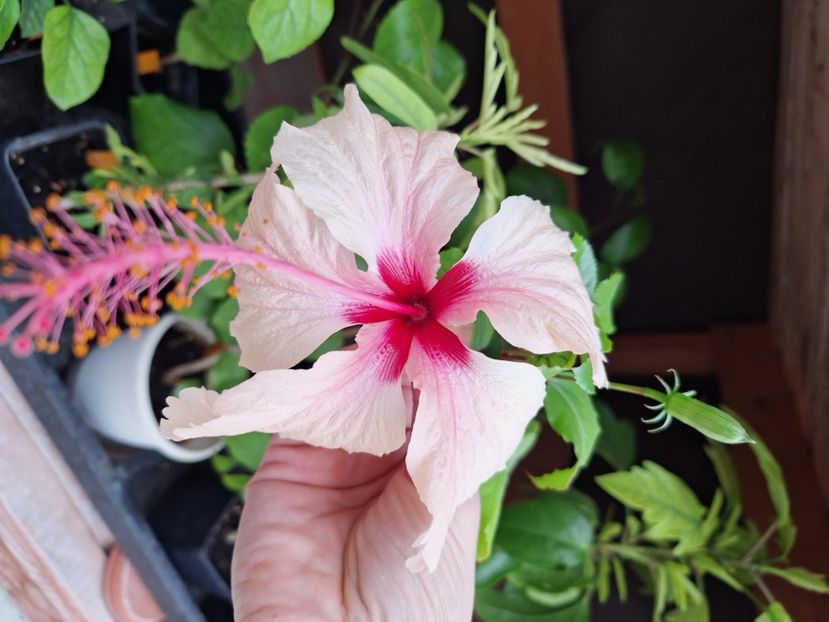  - Hibi Rowena Weeding