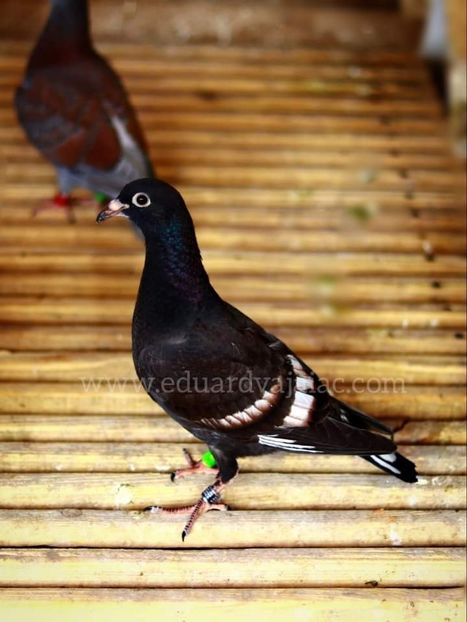  - Nu îmi aparțin 6