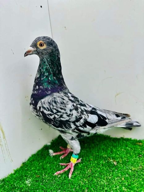  - Nu îmi aparțin 6