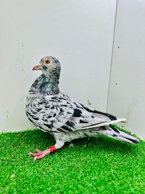  - Nu îmi aparțin 6