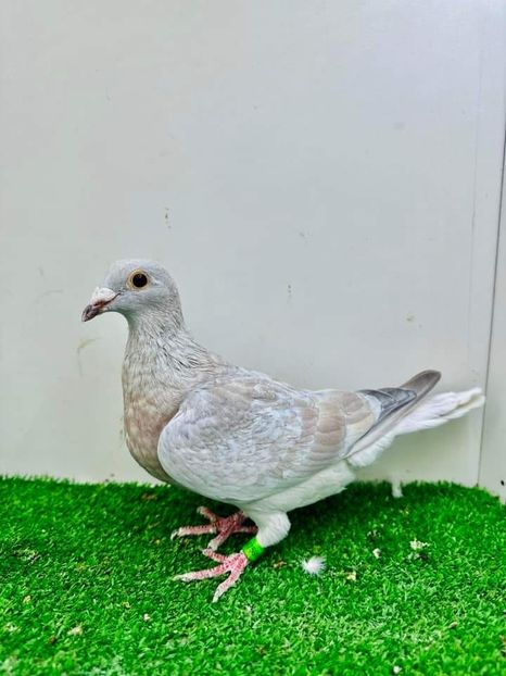  - Nu îmi aparțin 6