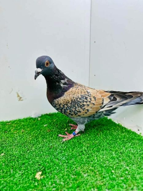  - Nu îmi aparțin 6