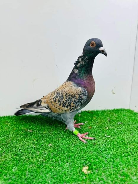  - Nu îmi aparțin 6