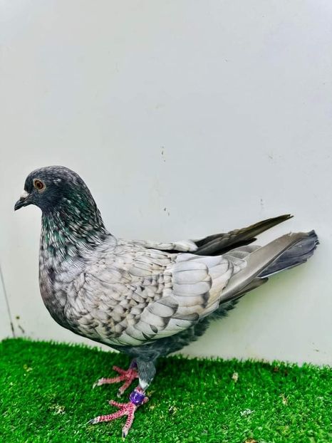  - Nu îmi aparțin 6