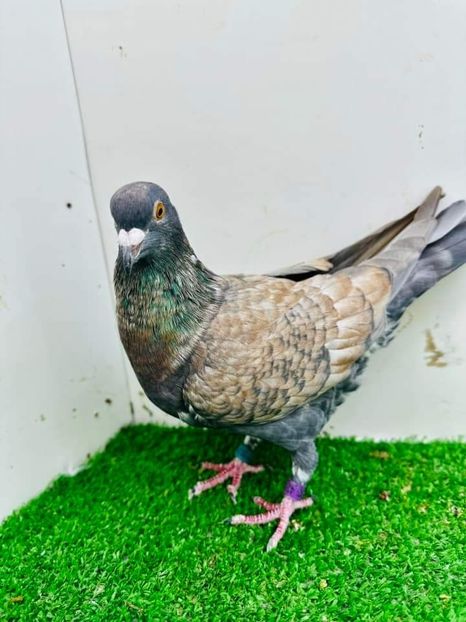  - Nu îmi aparțin 6