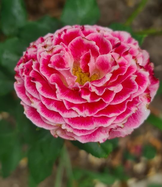  - Trandafirii disponibili cu rădăcină nuda 2023