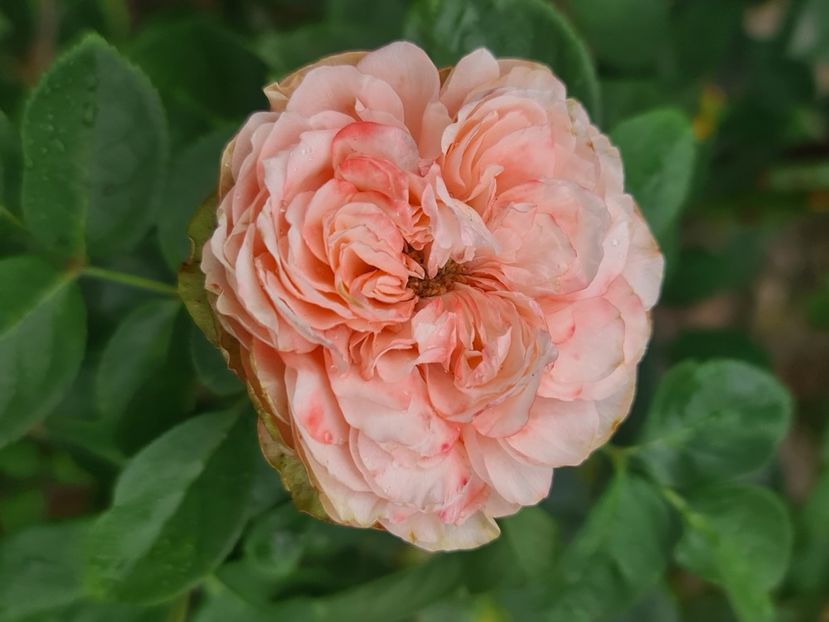 Kahala - Trandafirii disponibili cu rădăcină nuda 2023