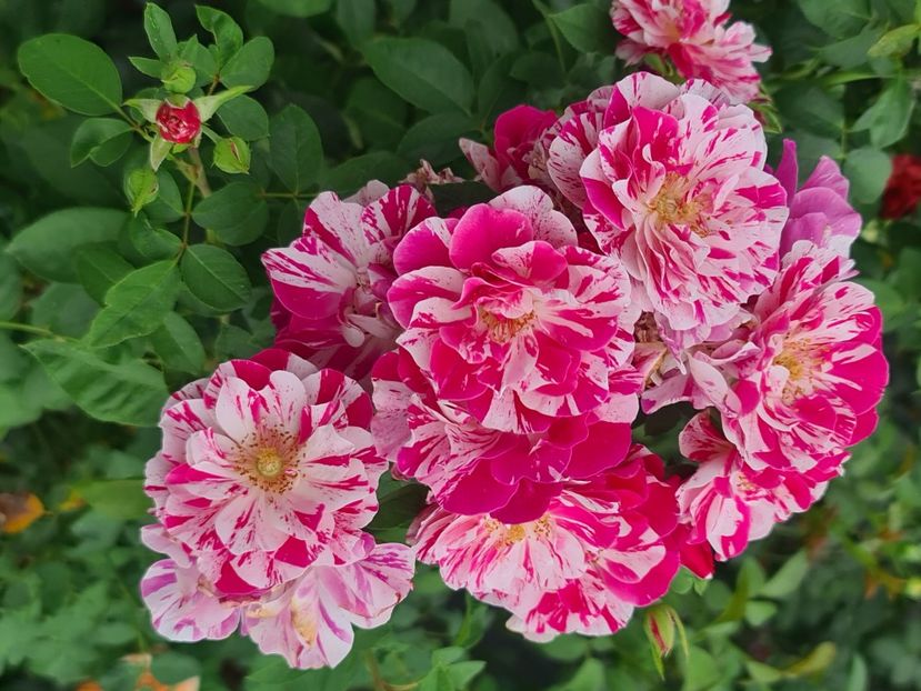 Rinascimento - Trandafirii disponibili cu rădăcină nuda 2023