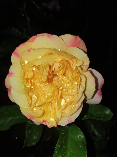 Lampion - Trandafirii disponibili cu rădăcină nuda 2023