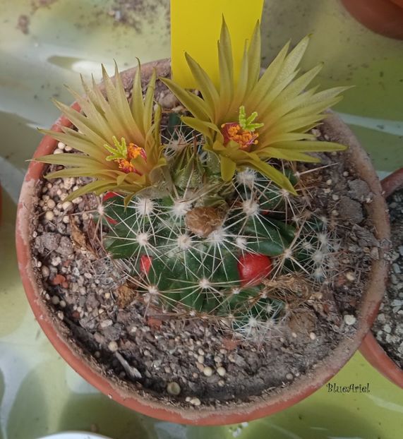 Escobaria missourensis - Cactusi si suculente 2023