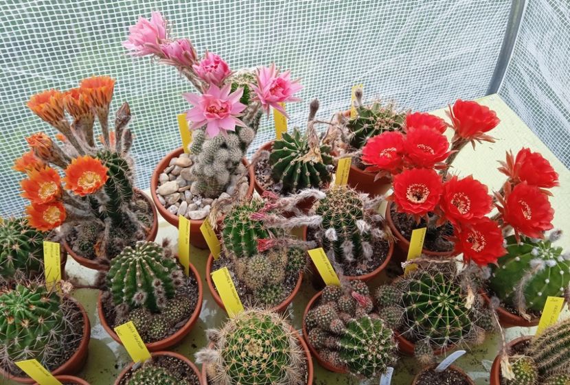 Echinopsis Gertude, Echinopsis Ishtar, Echinopsis firelight - 2023