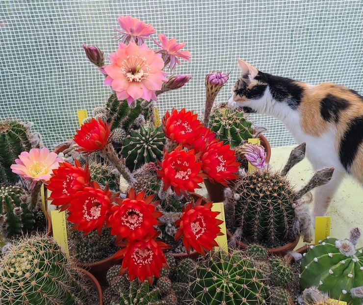 Buchet de floricele - 2023