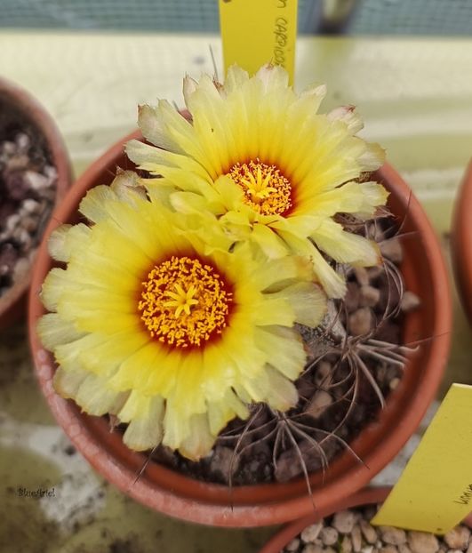 Astrophytum Carpicorne - 2023