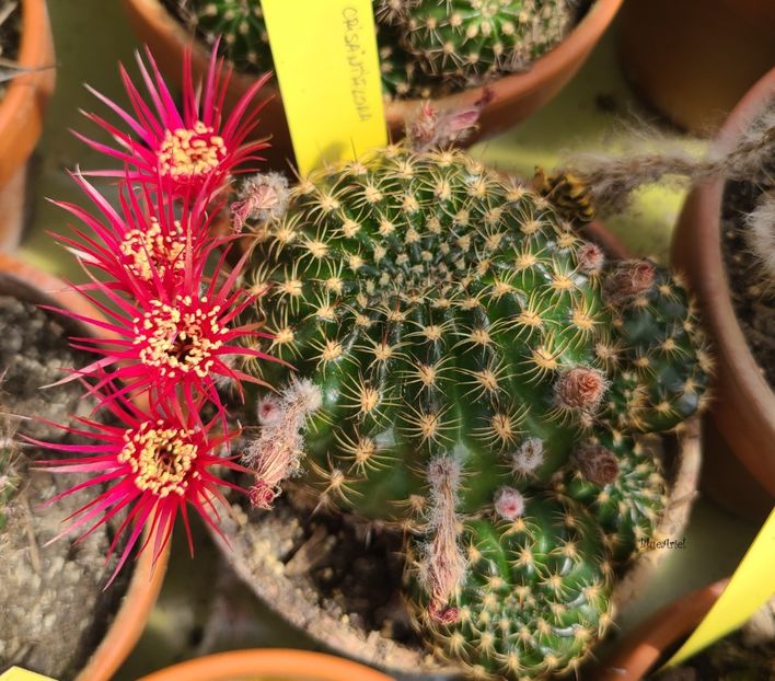  - Lobivia hb MP crisantha cyclam