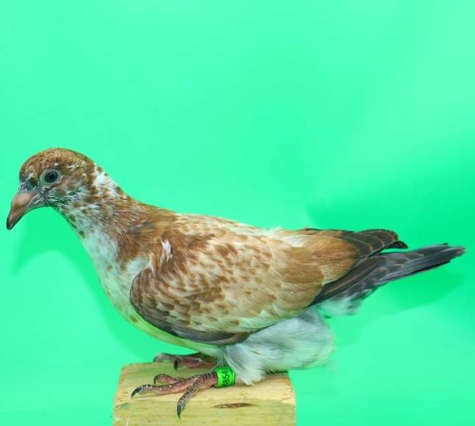  - Nu îmi aparțin 6