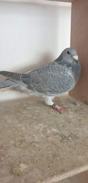  - Nu îmi aparțin 6