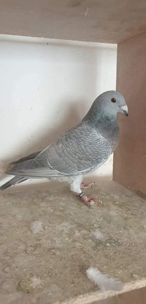  - Nu îmi aparțin 6