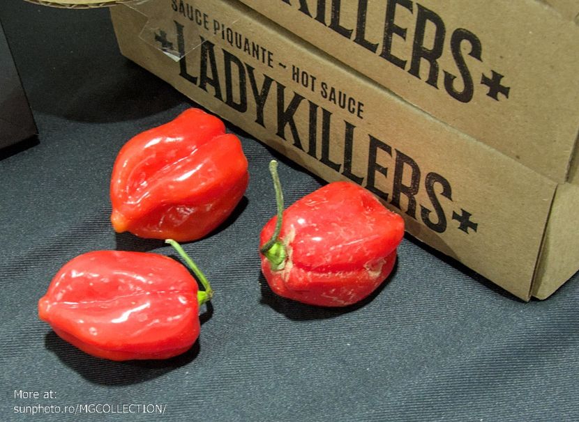 Hot habaneros peppers - VEGS - Legume