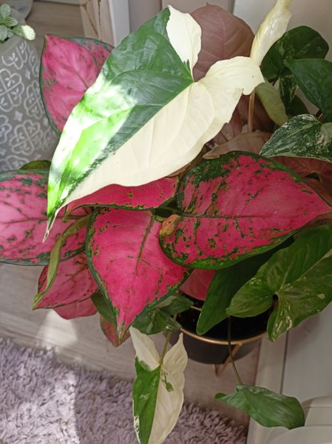  - Plante verzi de apartament