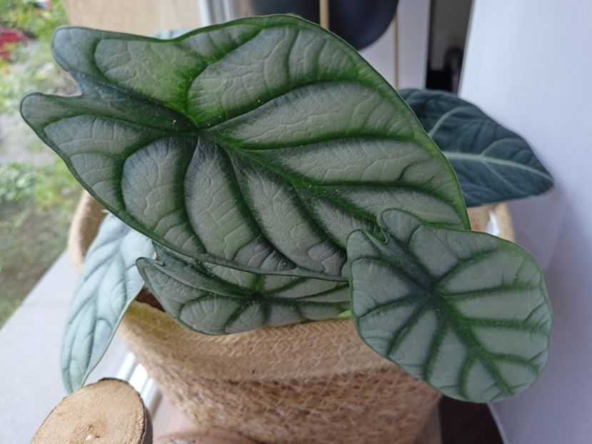 Alocasia Silver Dragon - Plante verzi de apartament