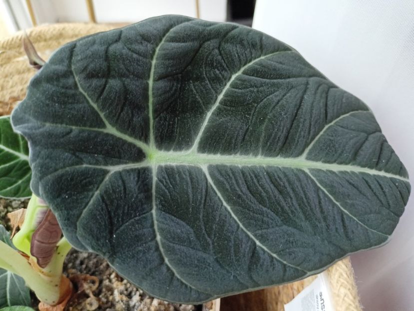 Alocasia Black Velvet - Plante verzi de apartament