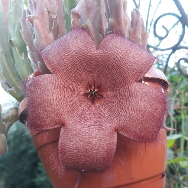  - CACTUSI SI SUCULENTE