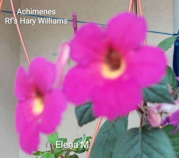 20230922_101134(1) - 2023 - Achimenes