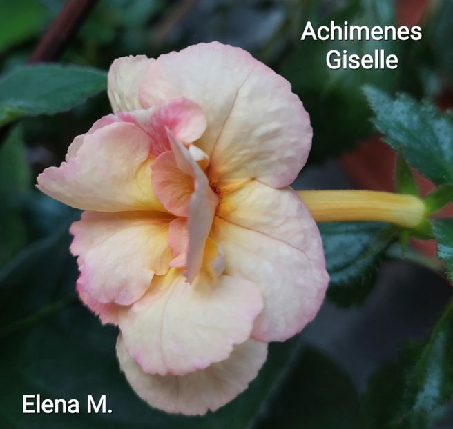  - 2023 - Achimenes