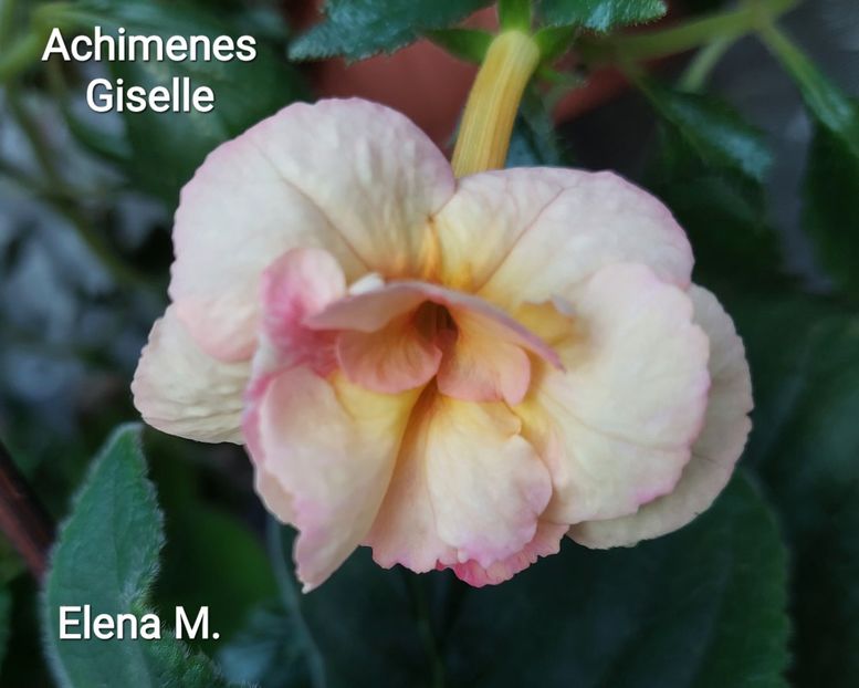  - 2023 - Achimenes