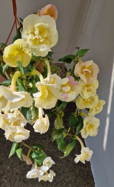 2023 - Yellow English Rose R