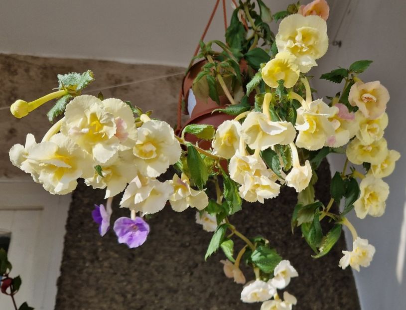 2023 - Yellow English Rose R