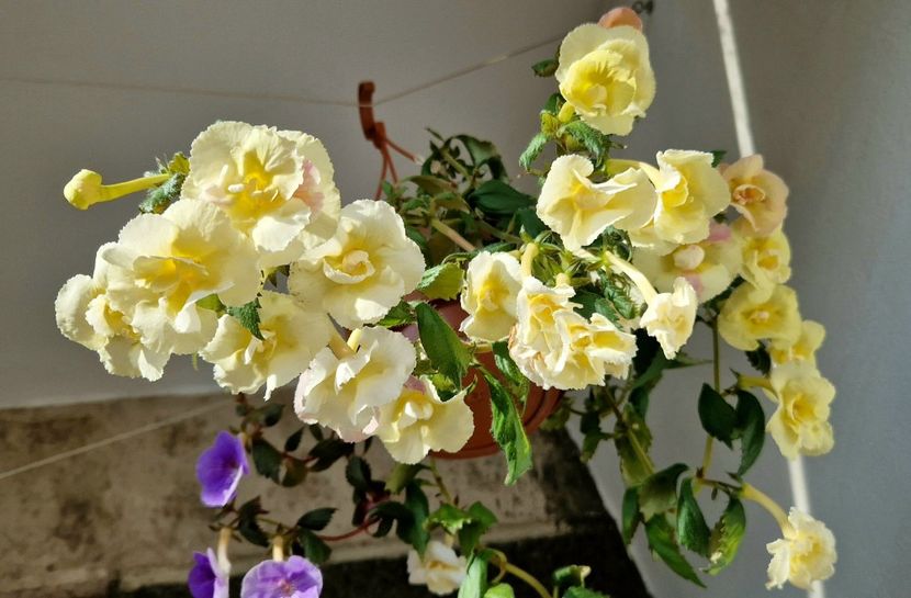 2023 - Yellow English Rose R