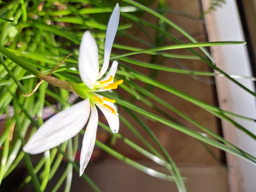 Zephirantes - Diverse