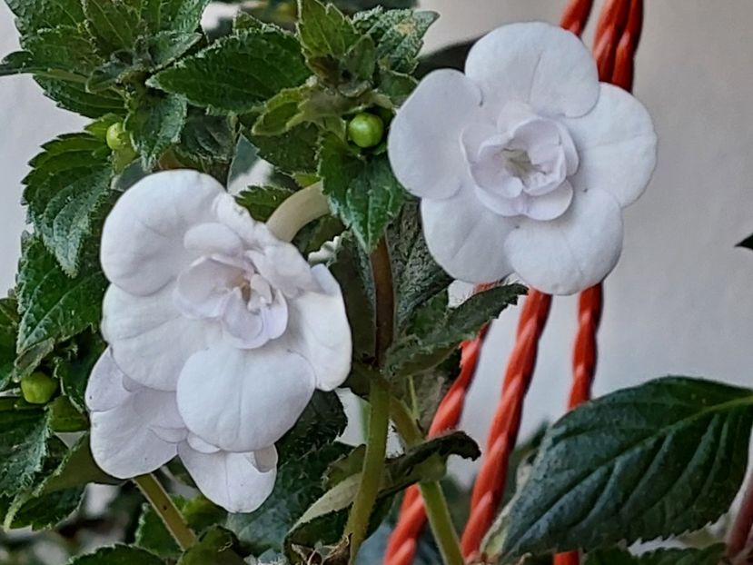  - Double Picotte Rose